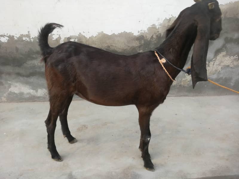 Kheeri Path 1