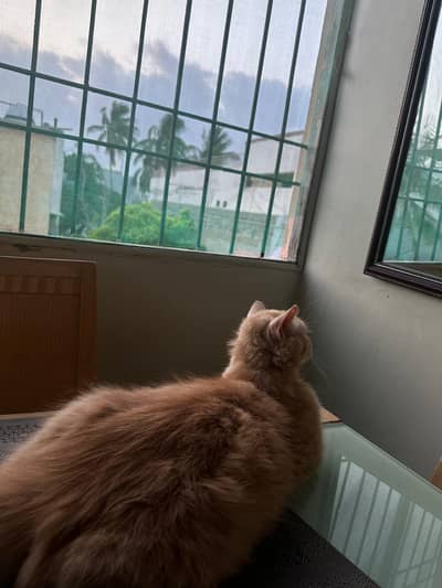 Persian cat