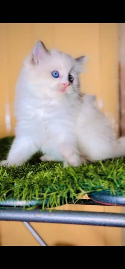 Quality Persian Punch face cat & kitten is03194866952Whatsapp