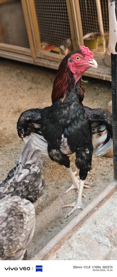 Aseel pair  top quality for sale Old blood line