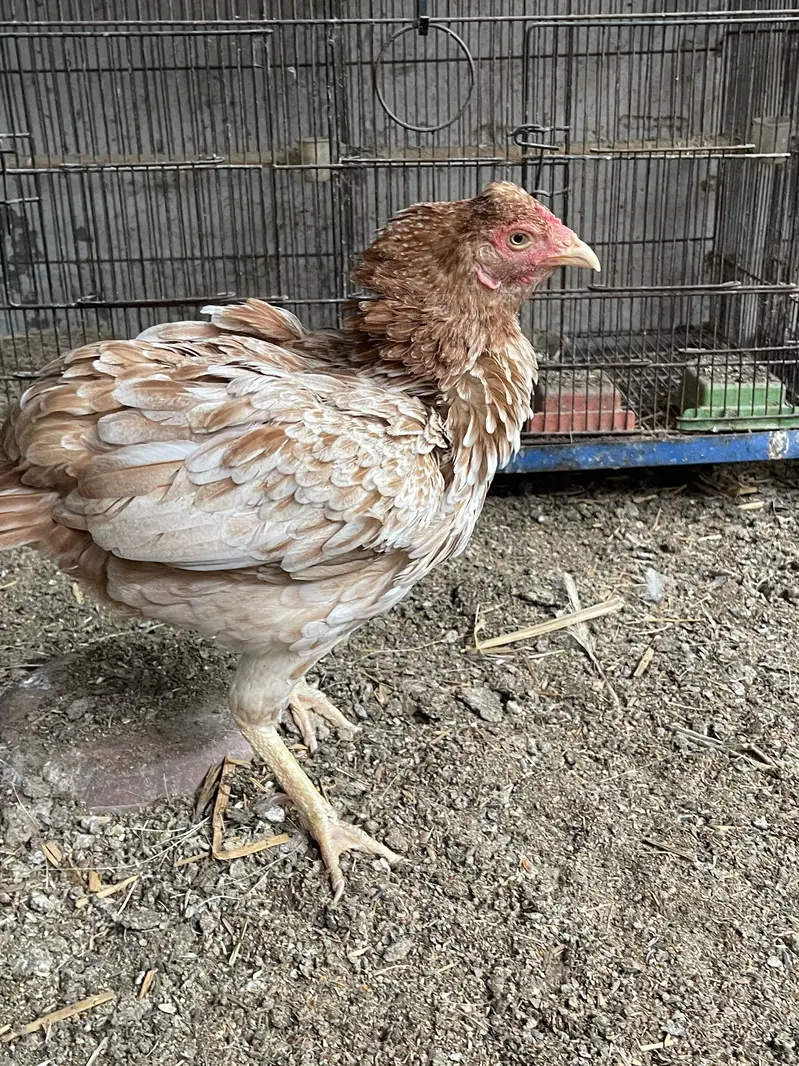 Broody hen Amrohi breed