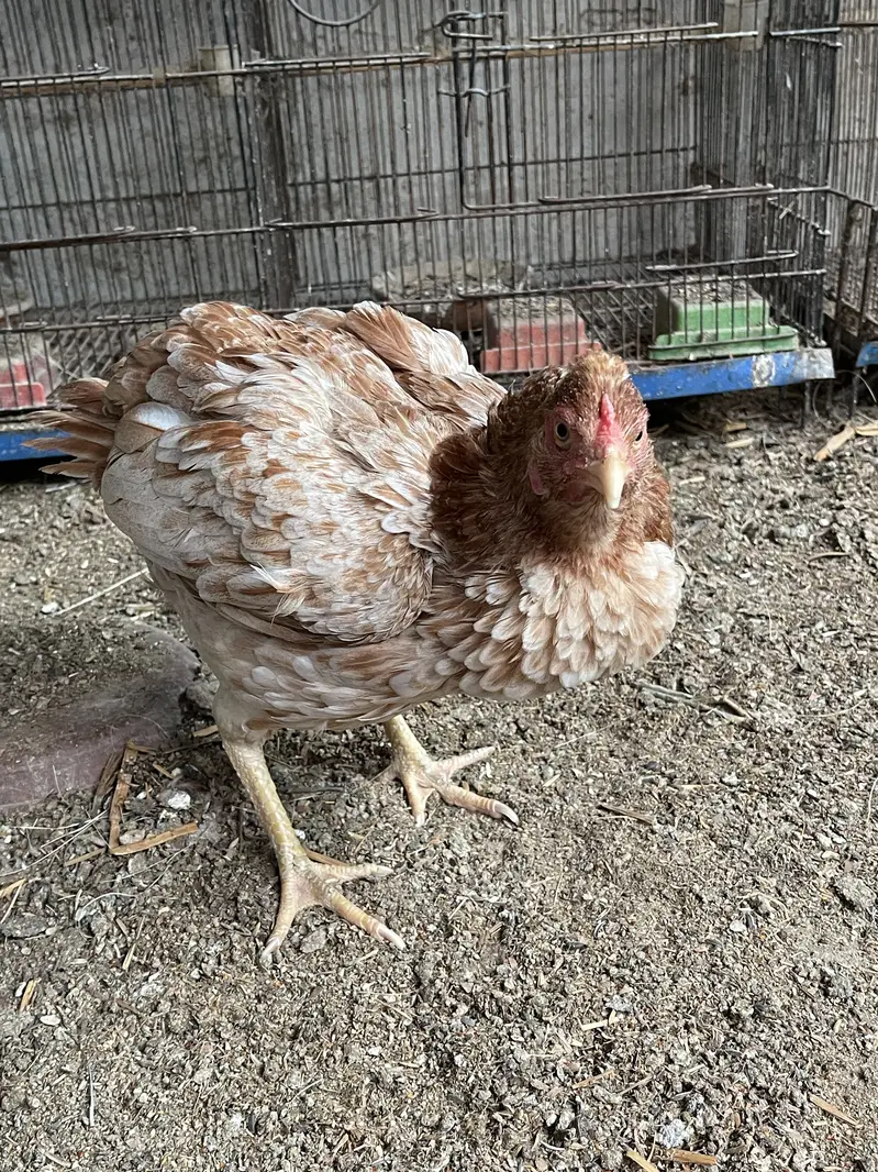 Broody hen Amrohi breed — photo 2
