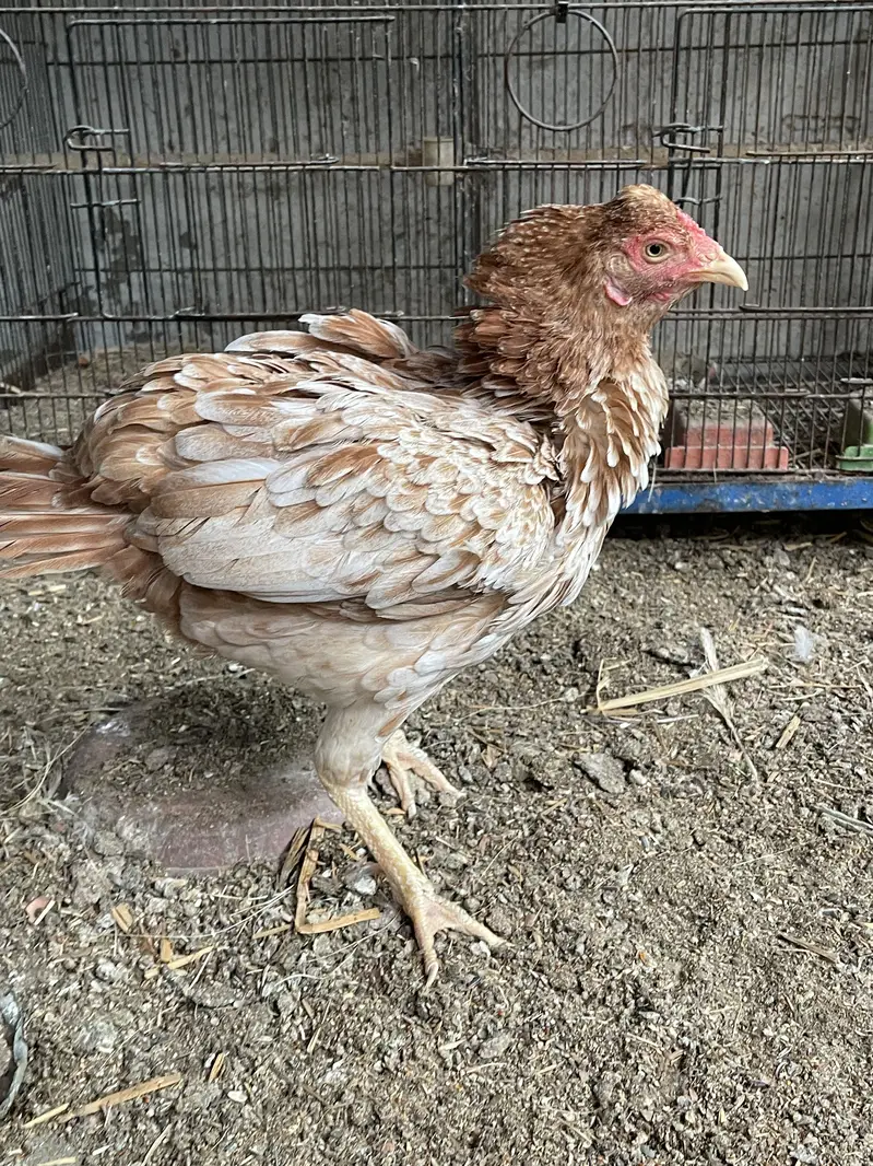 Broody hen Amrohi breed — photo 3