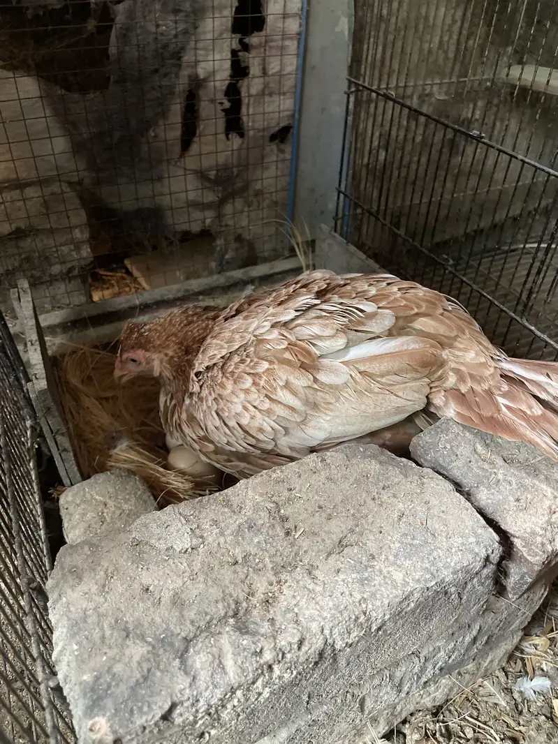 Broody hen Amrohi breed — photo 4