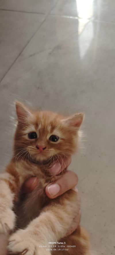 persian kitten for sale