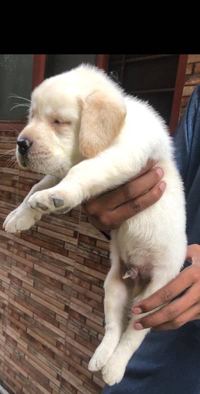 british labrador pup for sale03207562262