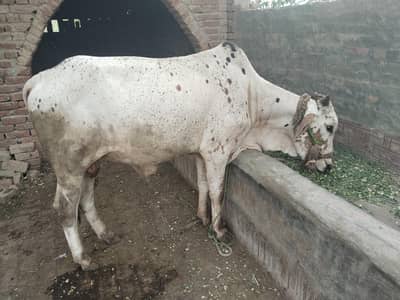 khira