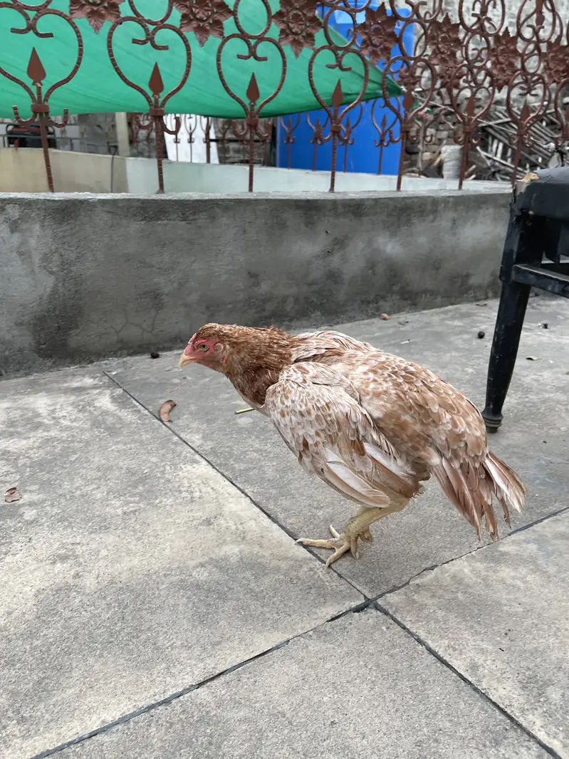 Broody hen Amrohi breed — photo 5