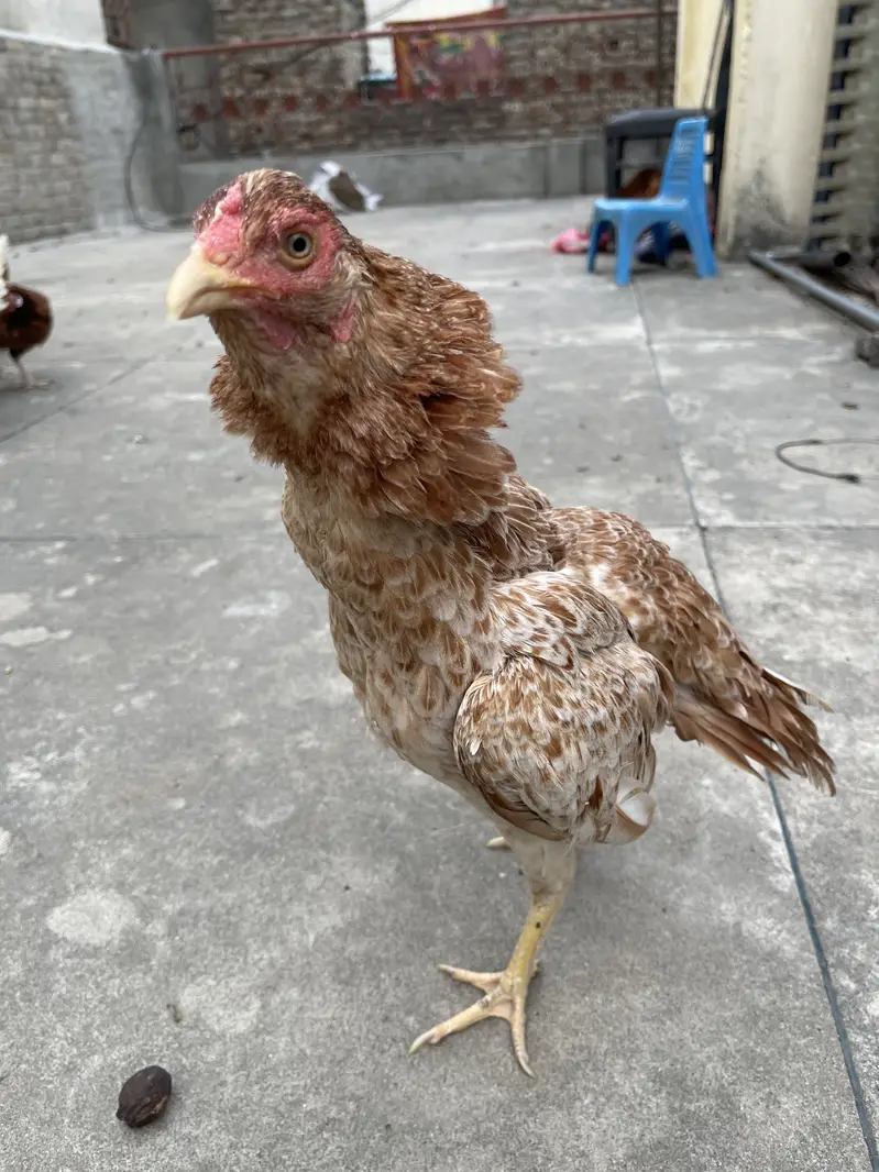 Broody hen Amrohi breed — photo 6