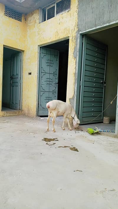 for sale 03105237156