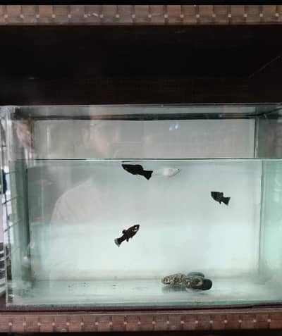 aquarium with 4 fishs