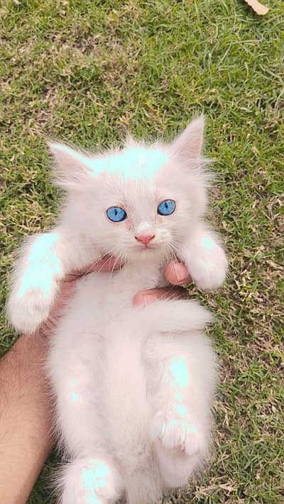 Persian female kitten white