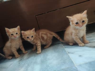 very healthy and playfull kittens