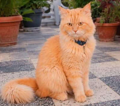 1 Year Old Male Persian Cat Vaccinated & Trained Exchange with Female