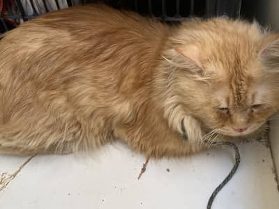 Persian cat tripple coated