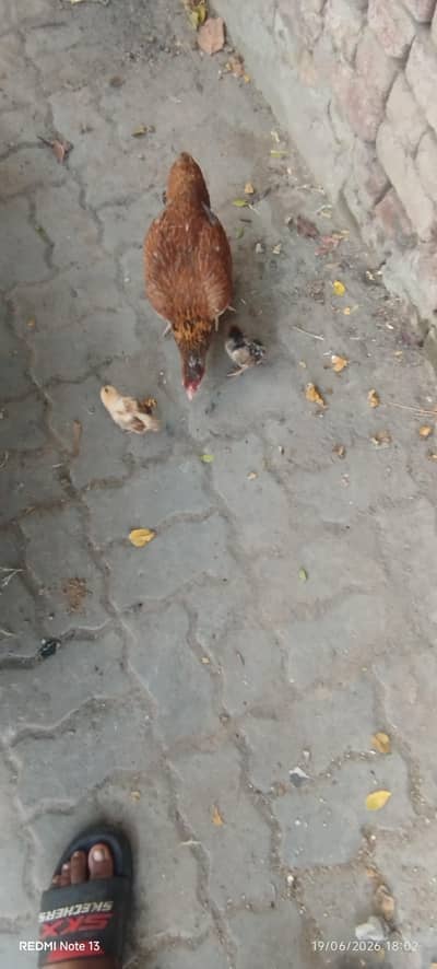aseel hen +two chicks free