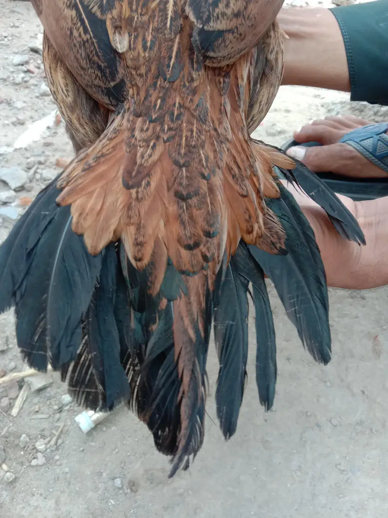 PURE ASEEL HEN — photo 2