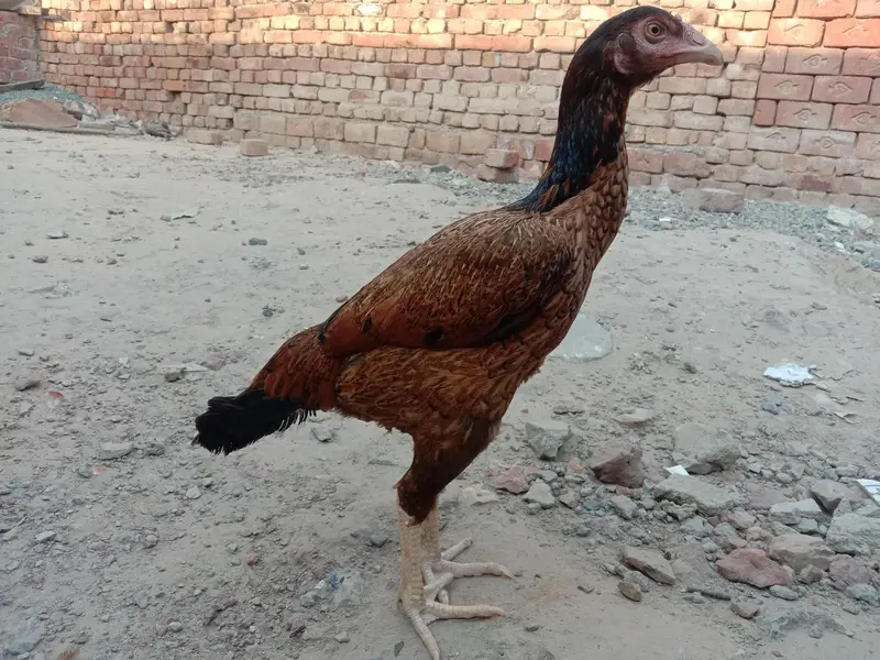 PURE ASEEL HEN — photo 3