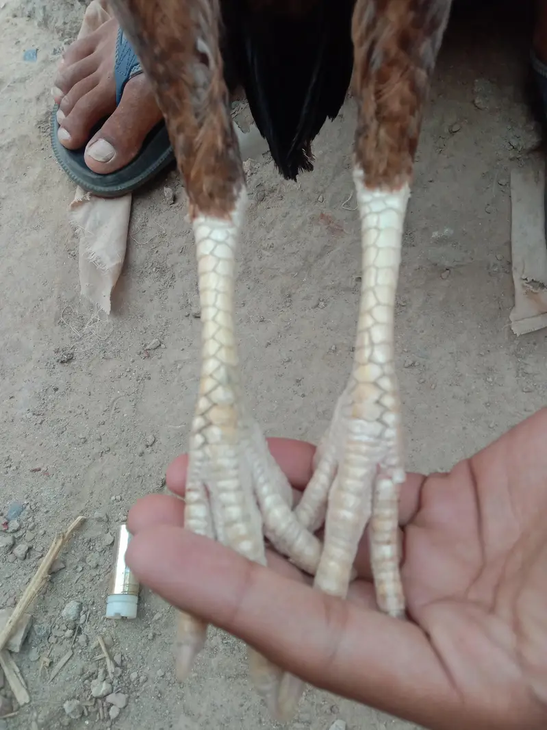 PURE ASEEL HEN — photo 4