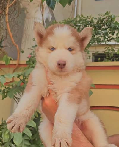 Siberian husky puppies