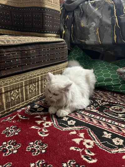 Persian cat