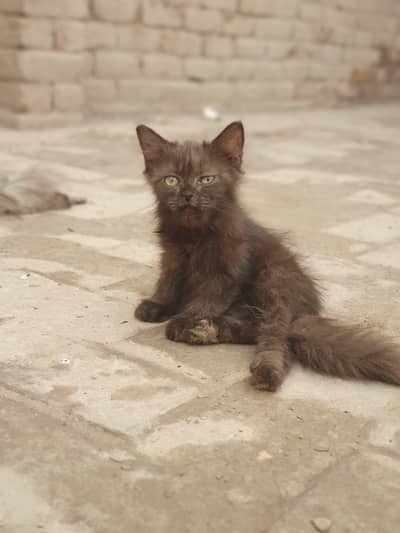 Persian kitten triple cotted