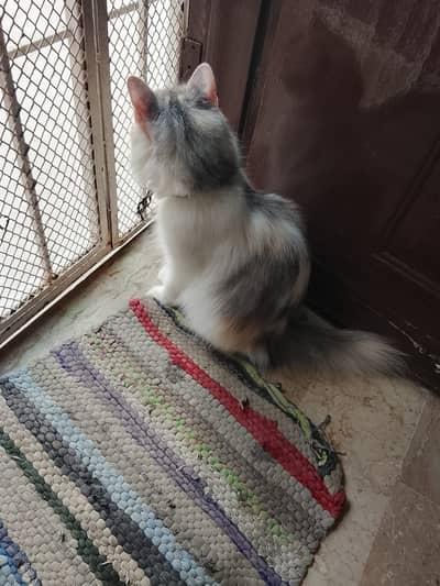 Persion Cat