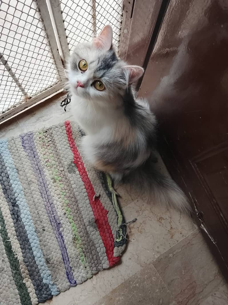 Persion Cat 1