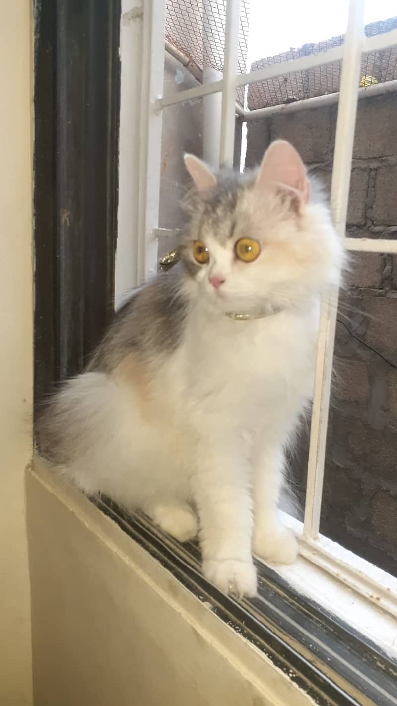 Persion Cat 2