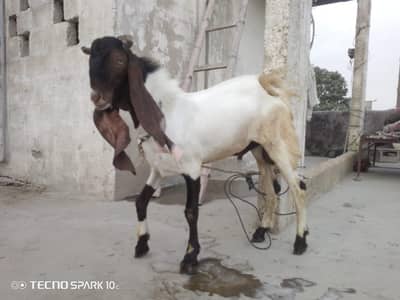 11 month male contact 03132313339