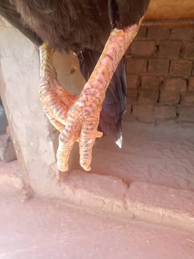 home breed lasani madi for sale