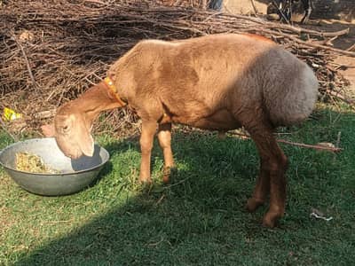 sheep | turkish dumba | dumba | white dumba | goat for sale