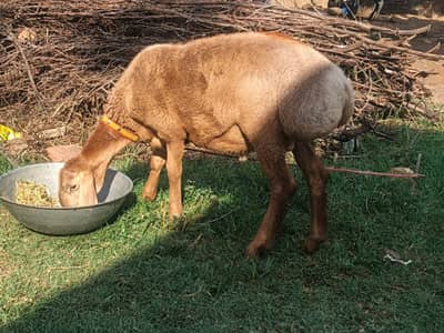 sheep | turkish dumba | dumba | white dumba | goat for sale