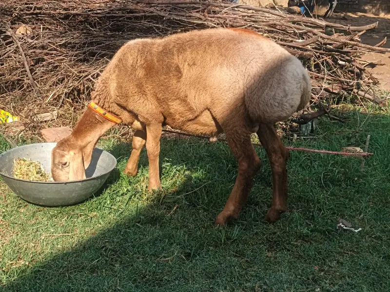 sheep | turkish dumba | dumba | white dumba | goat for sale — photo 2