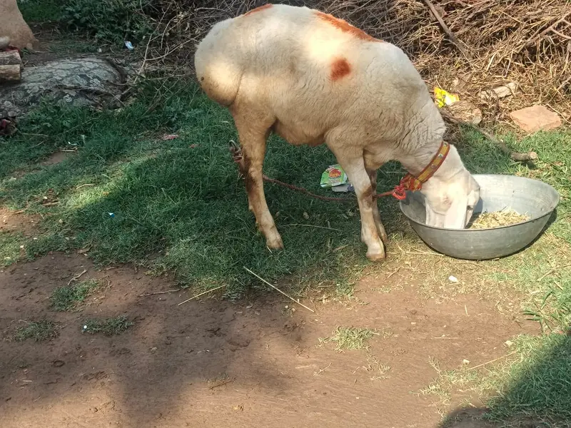 sheep | turkish dumba | dumba | white dumba | goat for sale — photo 3