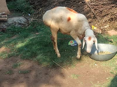 sheep | turkish dumba | dumba | white dumba | goat for sale