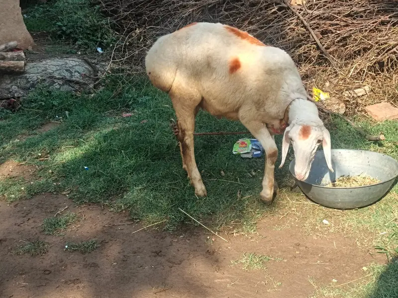 sheep | turkish dumba | dumba | white dumba | goat for sale — photo 4