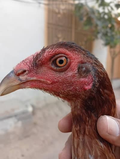 morgi or chicks for sale