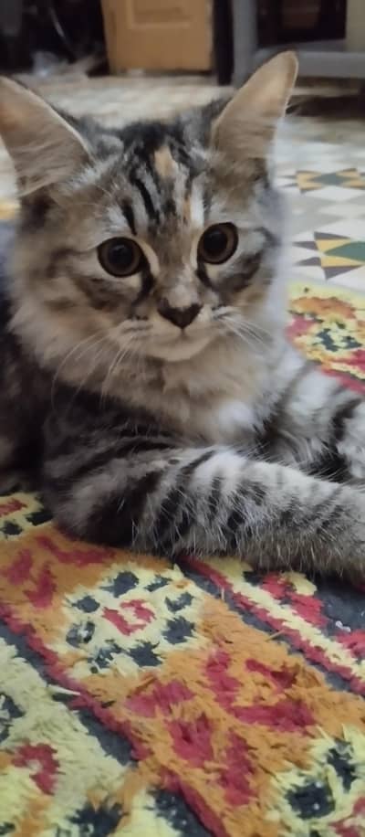 Persian kittens for sale
