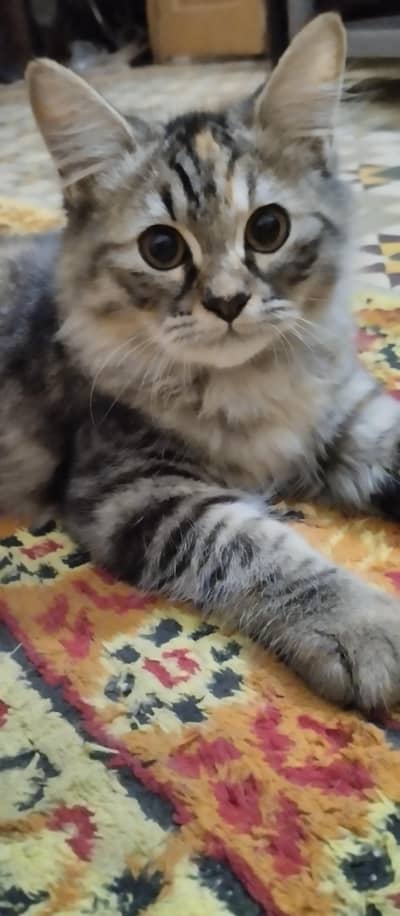 Persian kittens for sale