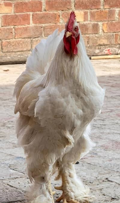 White buff male