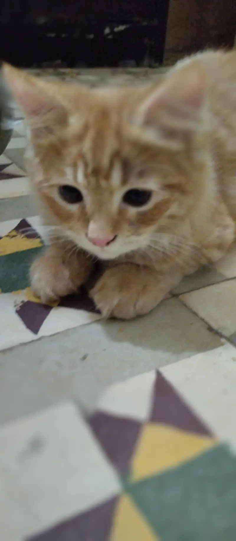 Persian kittens for sale — photo 4