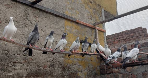high fly pigeon 03015304008