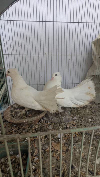 pigeon