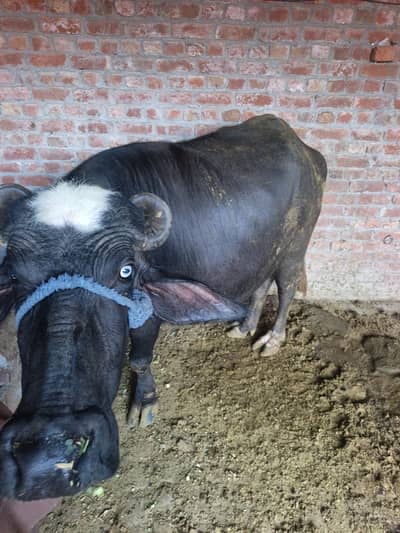 fresh pregnant cow