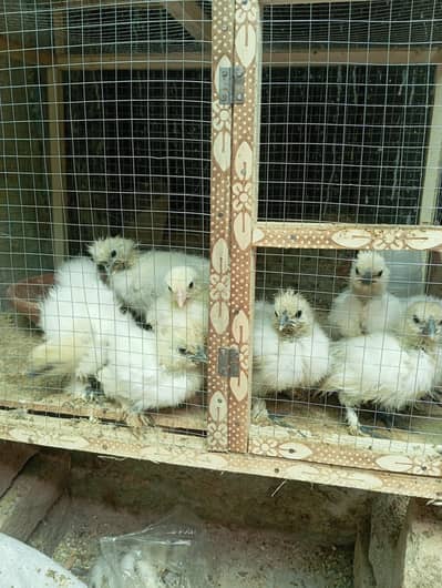 silkies almost 2 months age urgent sale