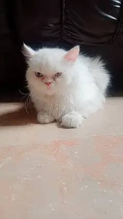 Persian| Punch face| odd eyes| Breed once|