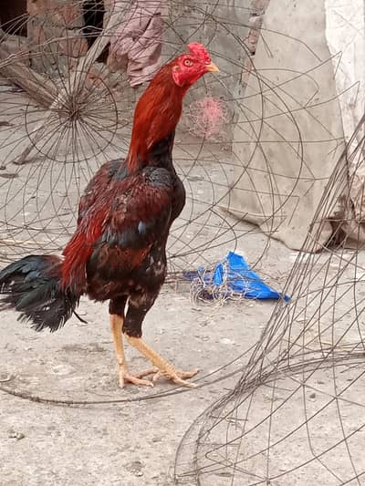 aseel chicks for sale
