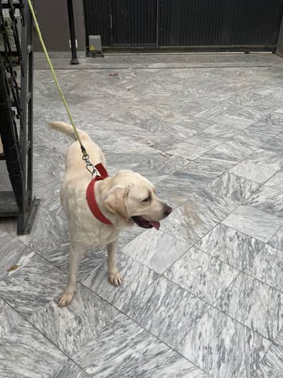 Trained Labrador