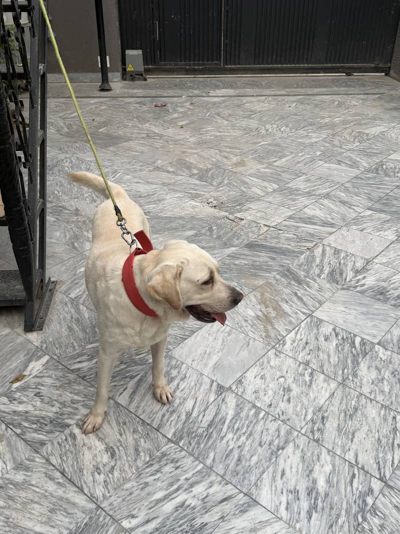 Trained Labrador 0